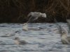 Ring-billed Gull at Paglesham Lagoon (Steve Arlow) (57916 bytes)